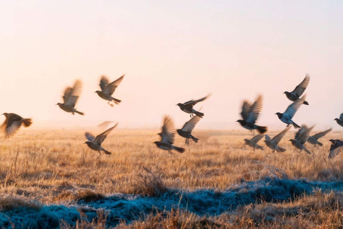 Bando de pássaros em voo sobre um campo ao amanhecer